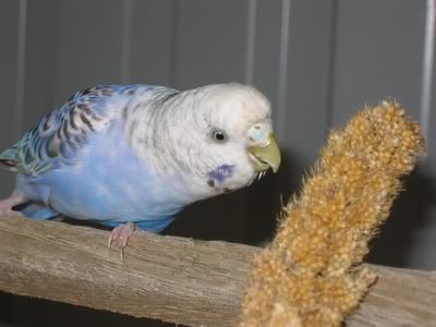 aviarybudgies032.jpg