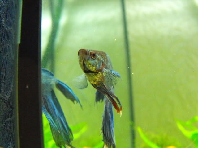 2010_0710tank0006.jpg