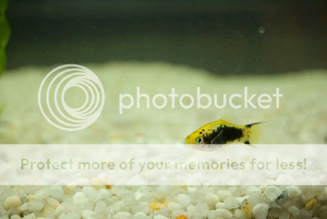 Platy02.jpg