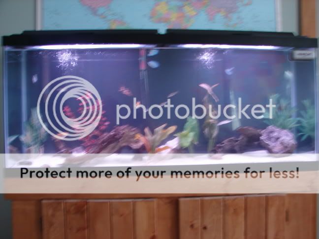 fishtankpics001.jpg