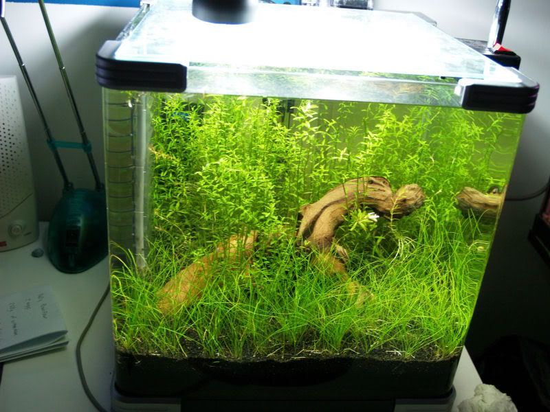 Fishcube56.jpg