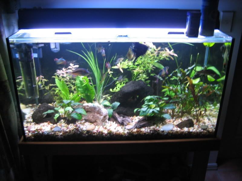 fish004.jpg