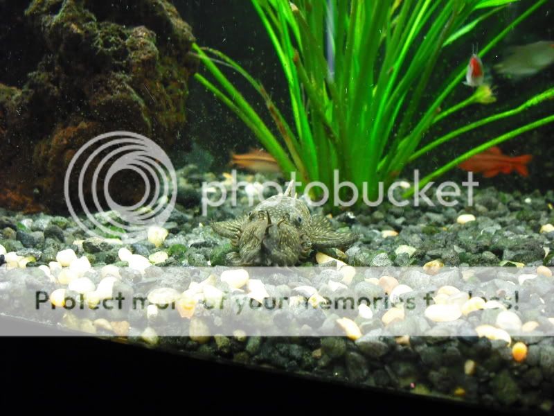 bristlenose1.jpg