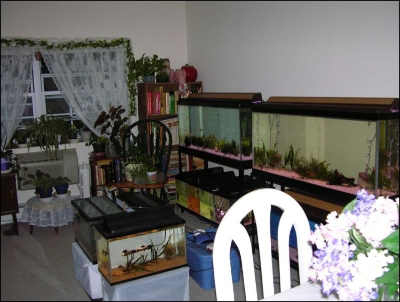 FishRoom2.jpg