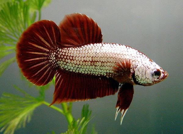 crackerbettasfish2.jpg