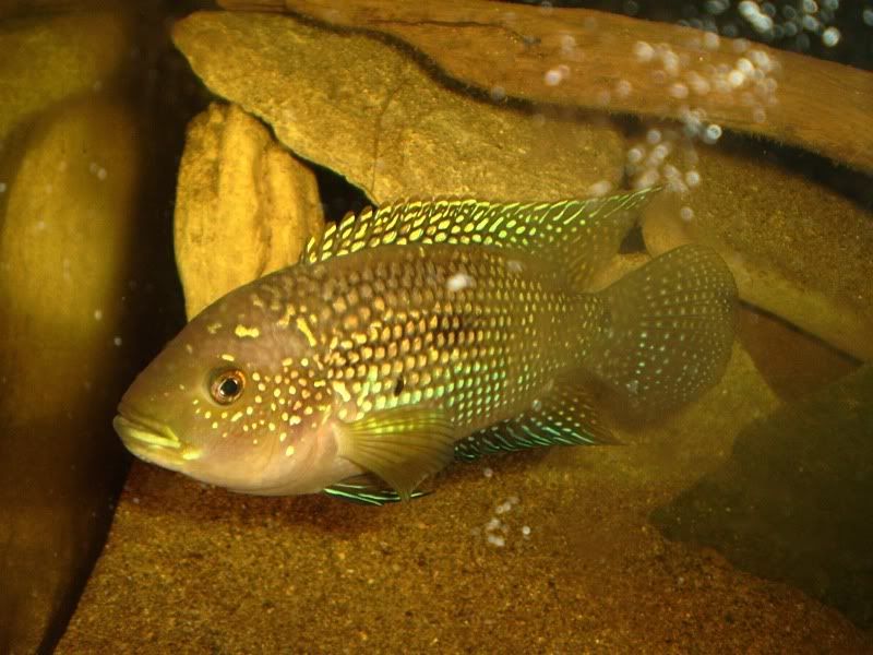 jackdempsey005.jpg