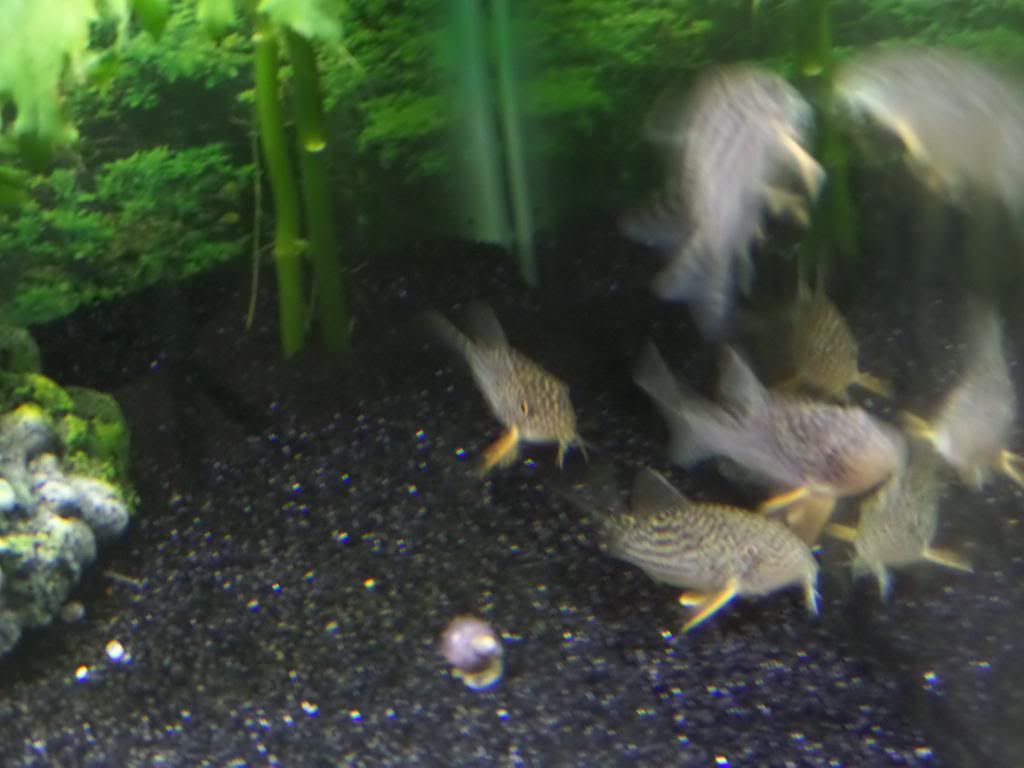SAM_3599_zpsae98120f.jpg