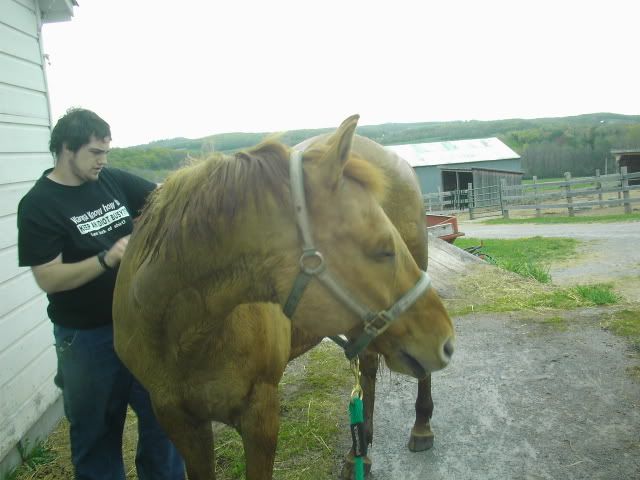 Horsies007.jpg