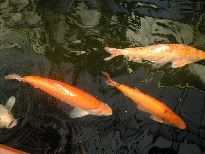 Koi.jpg