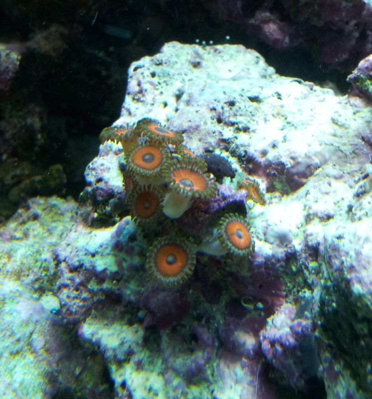 Zoas.jpg