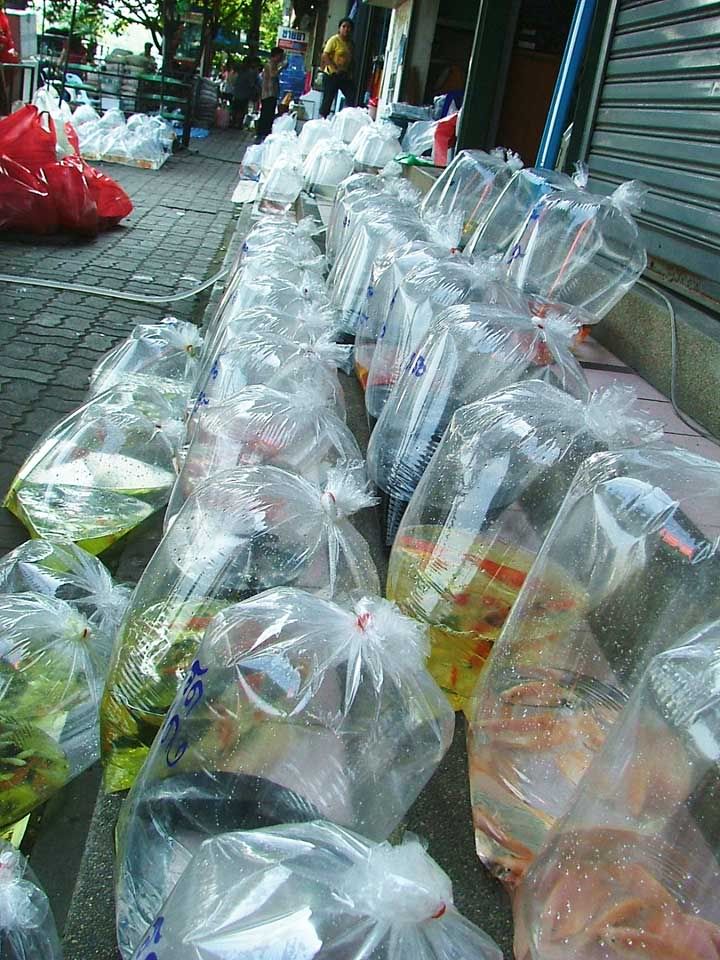 street-wholesaler13.jpg