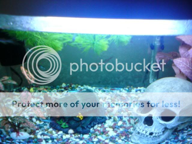 fishes007.jpg