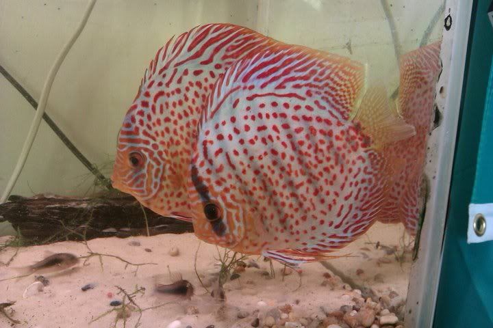 discus-1.jpg
