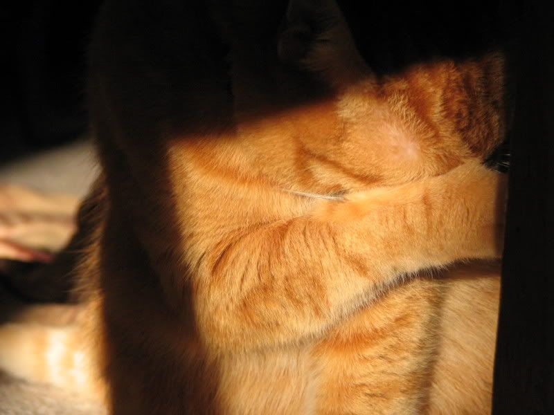 catsinsun018.jpg