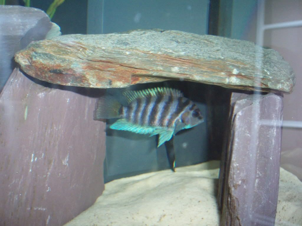 Picture535-1.jpg