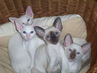 Kittensalepictures011.jpg