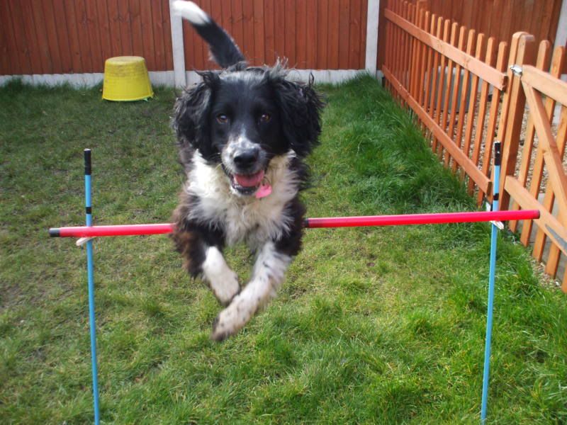milnicgardenagility009.jpg