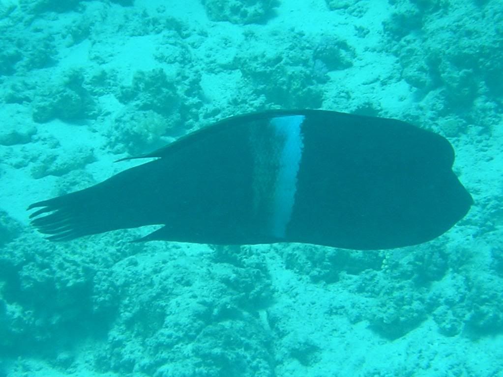 P1010127x.jpg