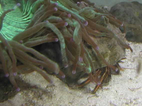 big_clibanarius1.jpg