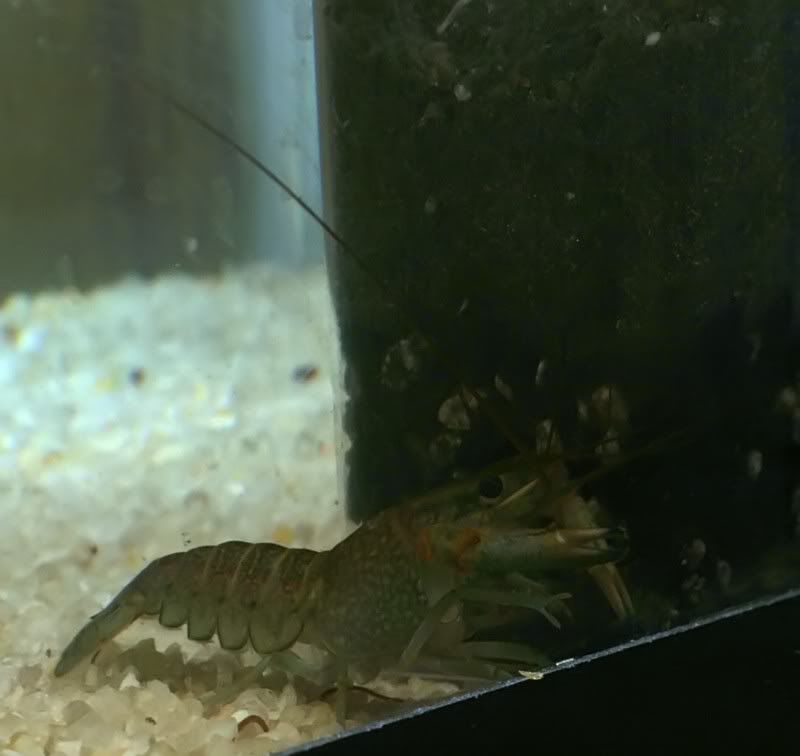 shrimp2_filtered.jpg