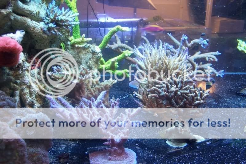 FritzDisplayCoralMountian2.jpg
