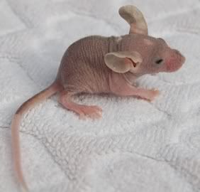 nekkidmouse1.jpg