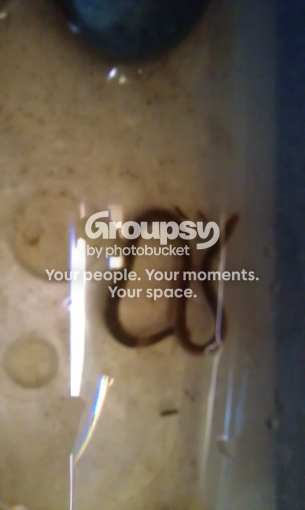 IMAG0065.jpg