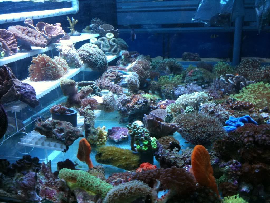 coralsatLFS.jpg