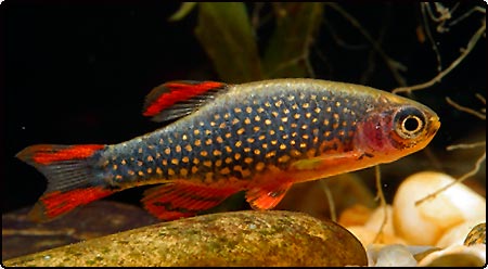 2711_galaxy_rasbora.jpg