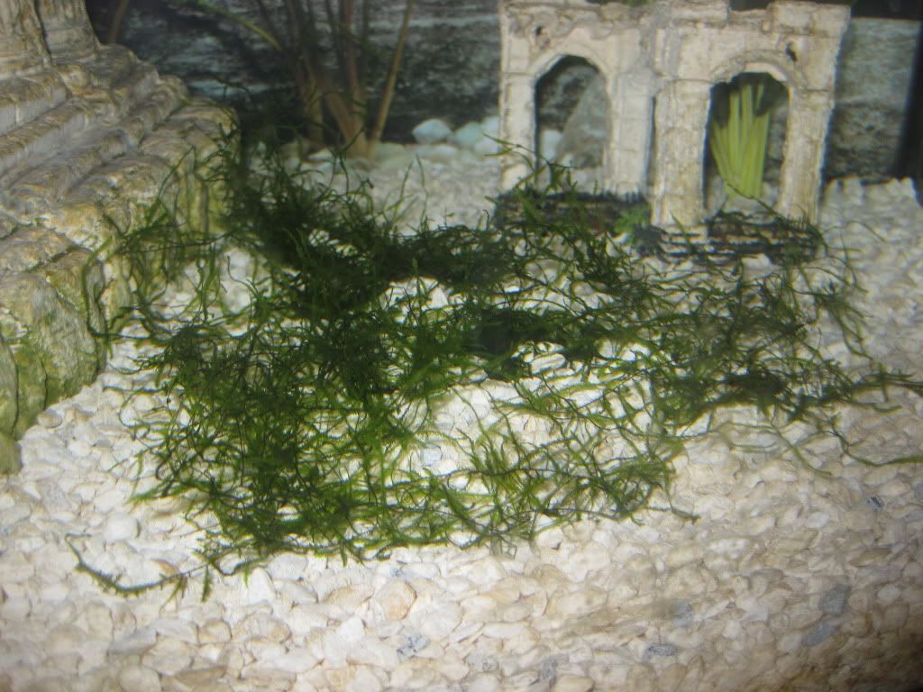 JavaMossandGardneri001.jpg