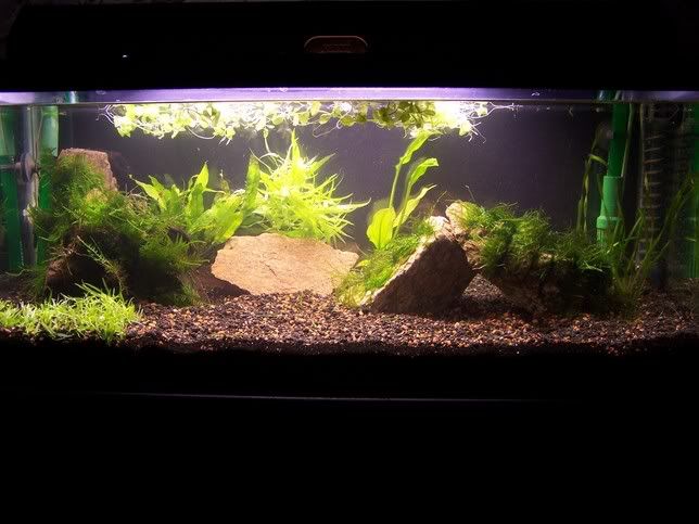 Tank3.jpg