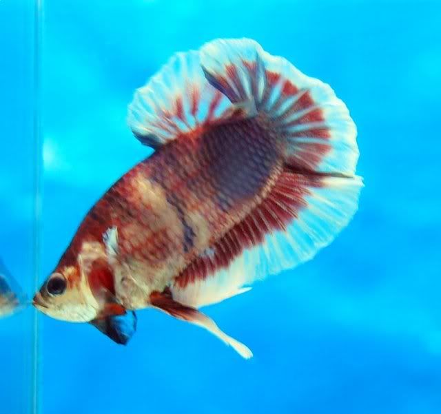 aquafiesta095.jpg