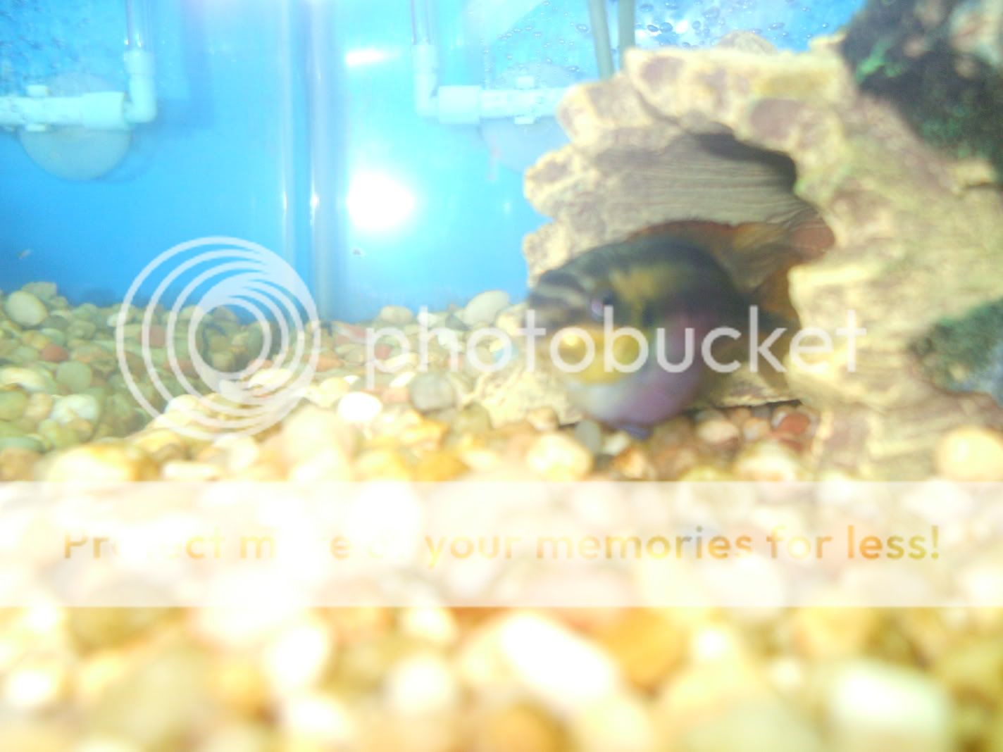 newfihpics-15.jpg