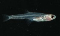 smallestfish250106B.jpg