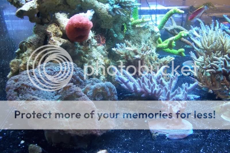 FritzDisplayCoralMountian.jpg