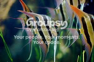 300px-Group_of_Pterophyllum_Altum.jpg