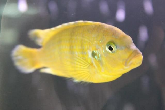 Fish8.jpg