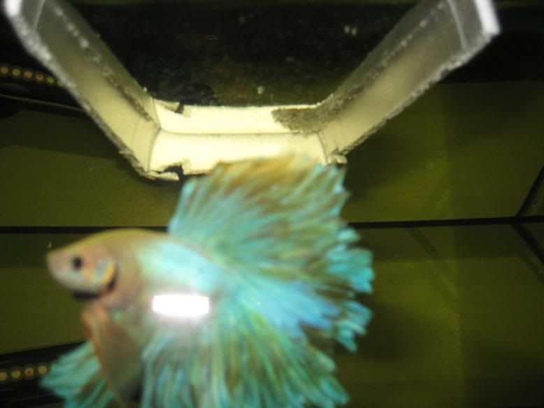 fish1159.jpg