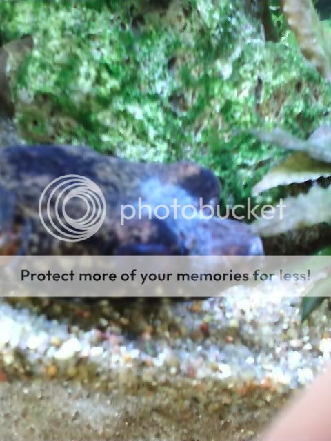 puffer.jpg