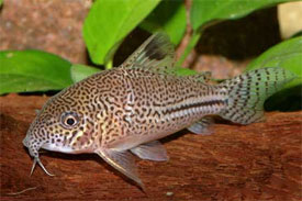 False-Julii-Cory-Catfish.jpg