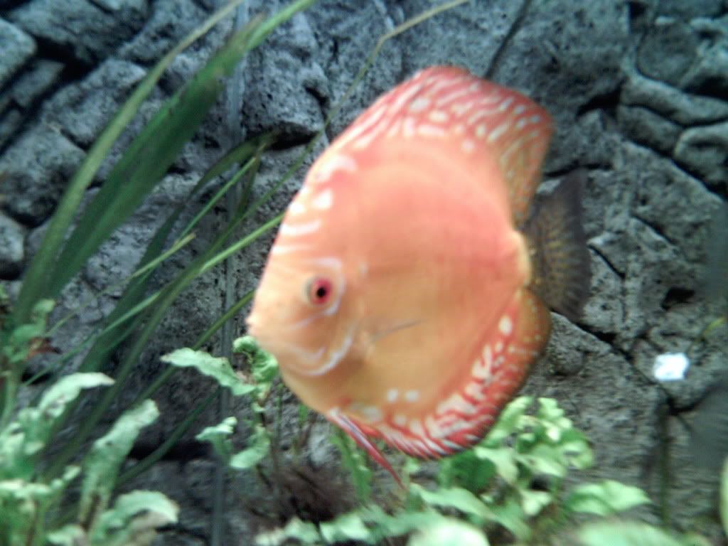 fish059.jpg