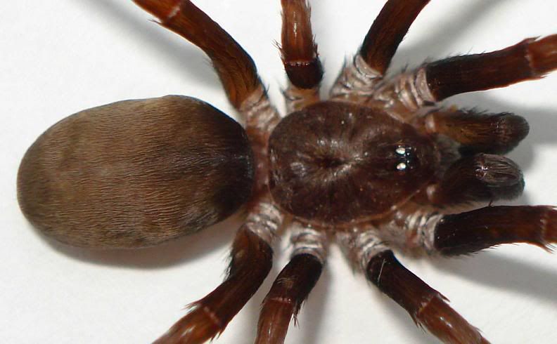 SoutherHouseSpiderClose.jpg
