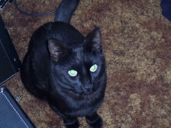 HP-DemonKitty2.jpg