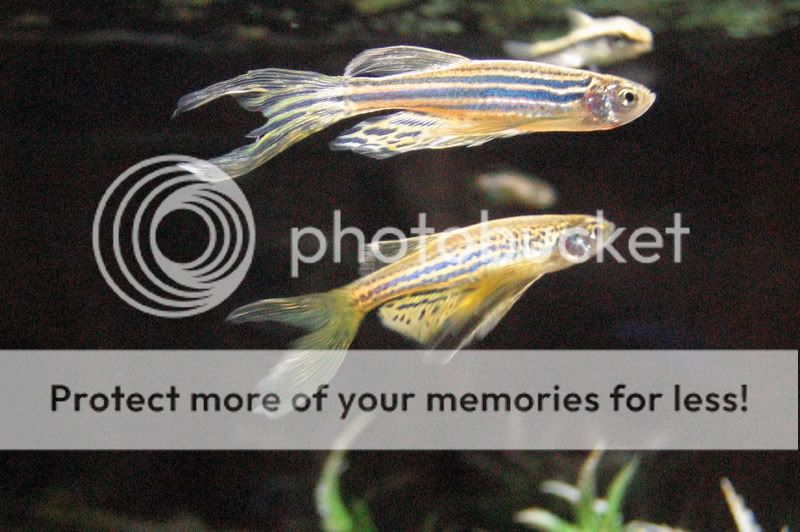 fish154.jpg