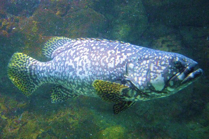 saltwater22.jpg