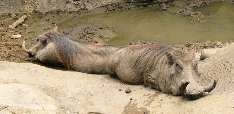 Warthog.jpg