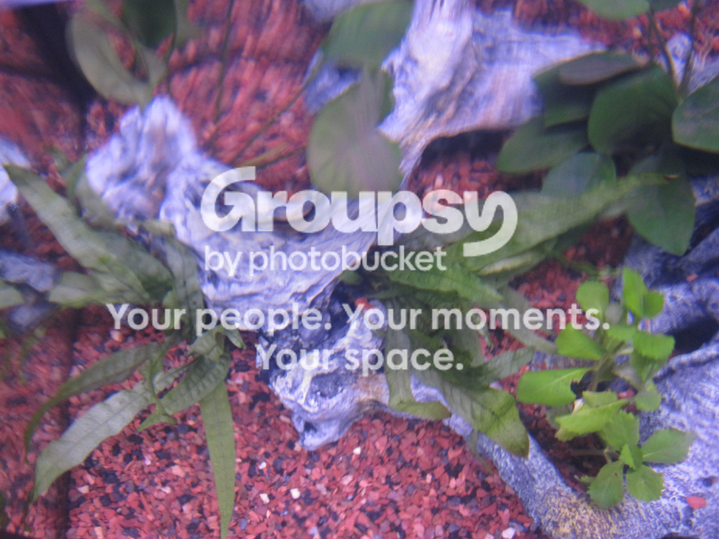 Plants_Above.png