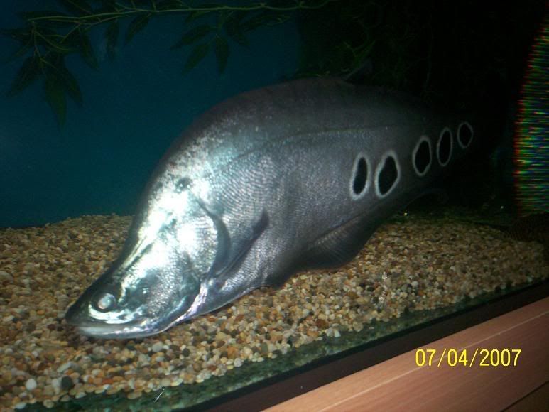 o11.jpg