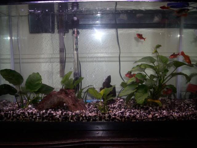 anubias.jpg