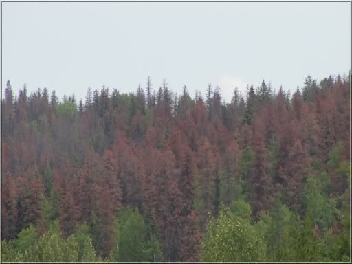 pinebeetleinfestation.jpg